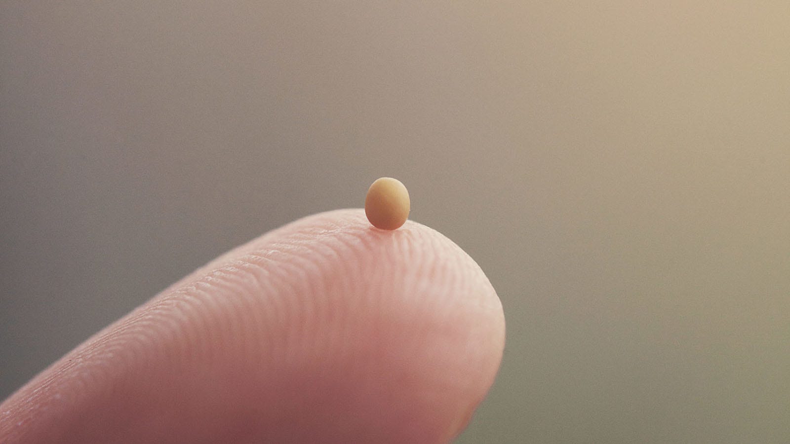 mustard seed in hand